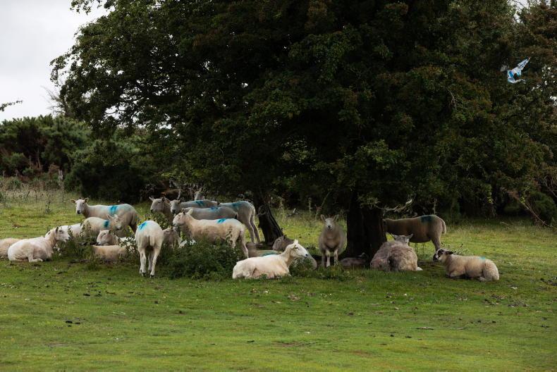 Yellow rainfall warnings issued for seven counties Yellow rainfall warnings issued for seven counties