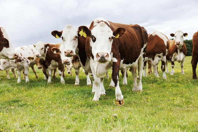 Scottish suckler herds record lowest calving interval in a decade Scottish suckler herds record lowest calving interval in a decade