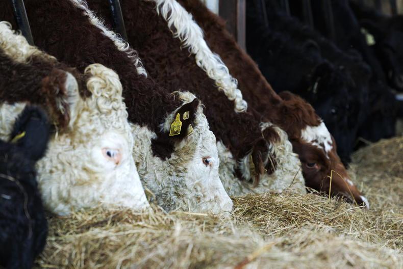 ICMSA says factories anxious for cattle and expects quotes to increase ICMSA says factories anxious for cattle and expects quotes to increase