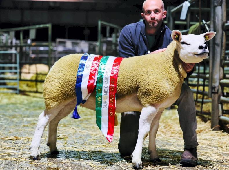 Second Irish Texel Premier Sale sees large entries and strong trade Second Irish Texel Premier Sale sees large entries and strong trade
