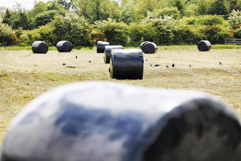 Home Farm: beans and late silage Home Farm: beans and late silage