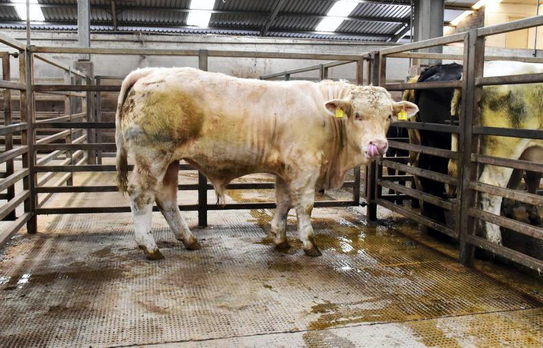 Solid trade for cattle at Dungannon Mart Solid trade for cattle at Dungannon Mart