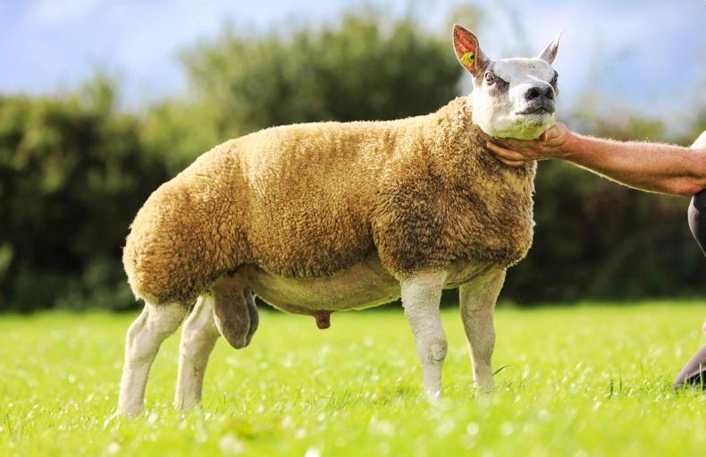 Shanderg Magician sets new Irish Beltex male record in private sale Shanderg Magician sets new Irish Beltex male record in private sale