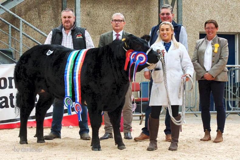Irish-bred heifers are Irish-bred heifers are