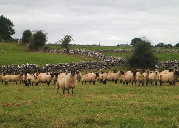 Still time to influence ewe condition Still time to influence ewe condition