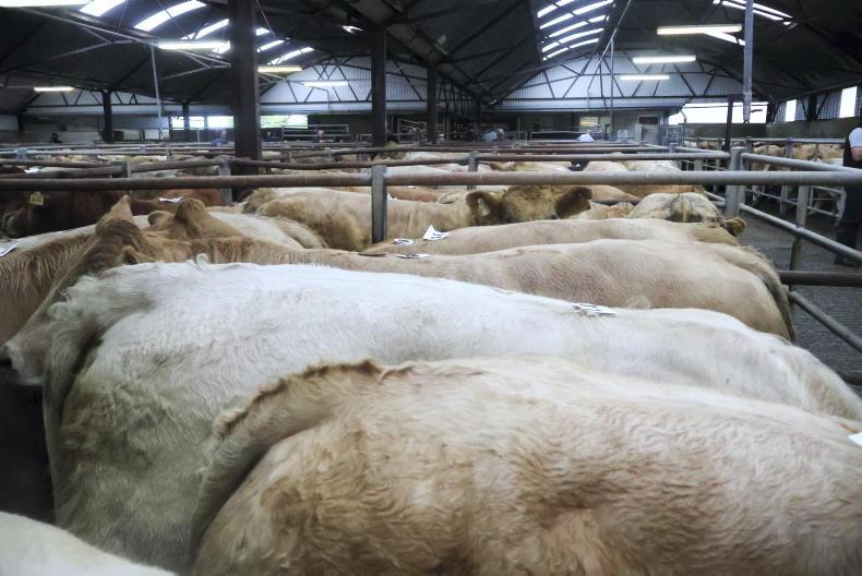 Camera at the mart: Charolais and Limousin double-act dominate in Kilfenora Camera at the mart: Charolais and Limousin double-act dominate in Kilfenora