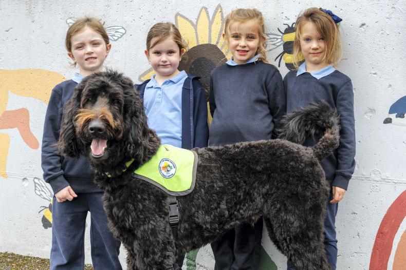 Therapy dog Winston brings calm, confidence and joy to Roscommon school Therapy dog Winston brings calm, confidence and joy to Roscommon school