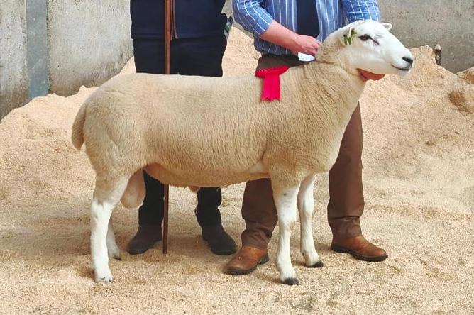 Steady trade for rams at local sales Steady trade for rams at local sales