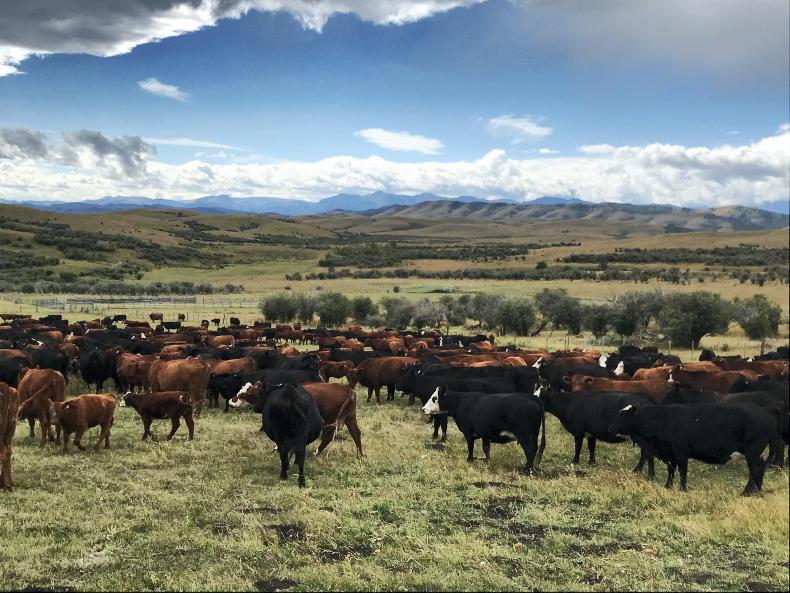 Farmers call for end to US/Canada trade war Farmers call for end to US/Canada trade war