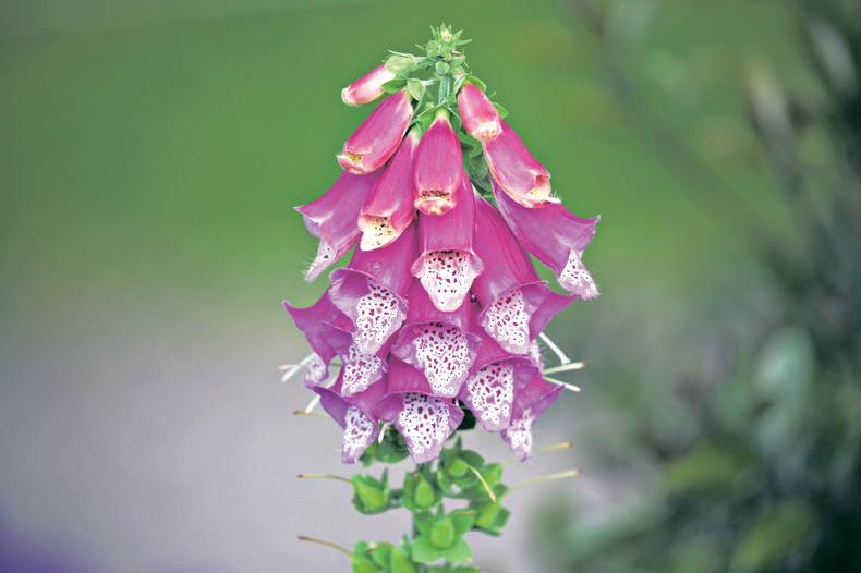 Gardening with Paul: the many faces of the foxglove family Gardening with Paul: the many faces of the foxglove family