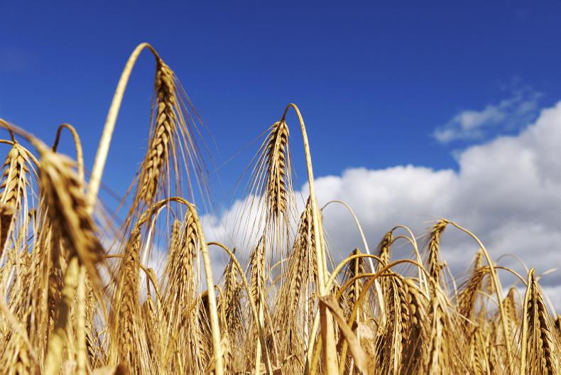 Grain Trends: prices remain volatile Grain Trends: prices remain volatile
