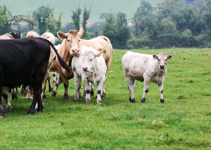 Grass+ Beef: September growth continues strong Grass+ Beef: September growth continues strong