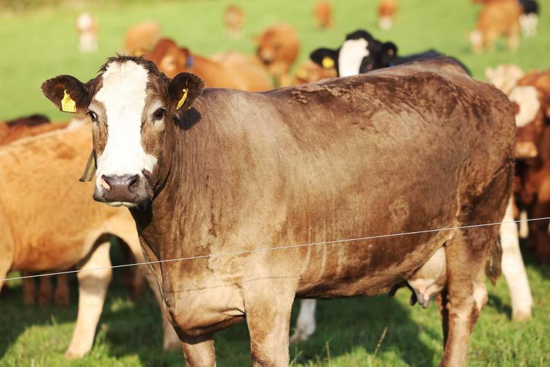 Suckler cow numbers up by almost 19,000 head Suckler cow numbers up by almost 19,000 head