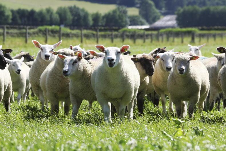 Sheep Management: realistic performance figures and slaughter performance Sheep Management: realistic performance figures and slaughter performance