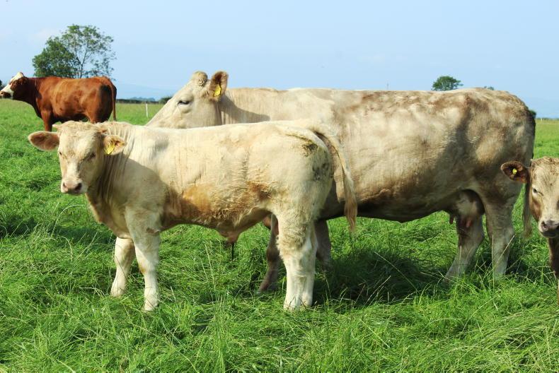 Beef Management: SCEP, weaning and Beef Welfare Beef Management: SCEP, weaning and Beef Welfare