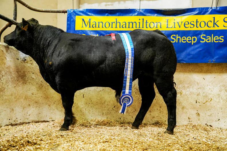 Camera at the Mart: over €7/kg paid for Charolais-cross bull weanlings Camera at the Mart: over €7/kg paid for Charolais-cross bull weanlings