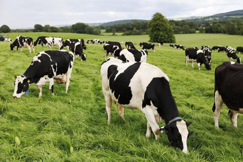 How to manage grazing issues and high milk urea after drought How to manage grazing issues and high milk urea after drought