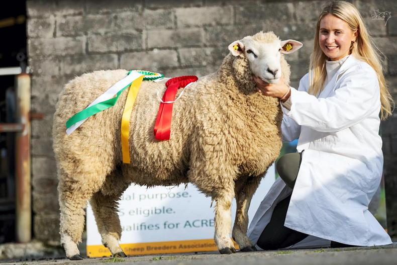 In pictures: top of €1,020 at 104th Galway Sheep Breeders' sale In pictures: top of €1,020 at 104th Galway Sheep Breeders' sale