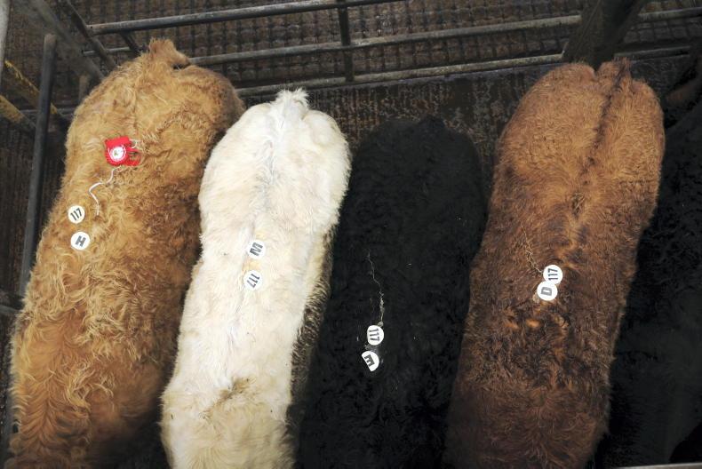 Watch: beef bullocks sell for equivalent of €7/kg deadweight in Ennis Mart Watch: beef bullocks sell for equivalent of €7/kg deadweight in Ennis Mart