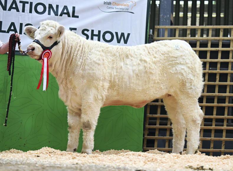 Carrick poised for blockbuster Charolais event Carrick poised for blockbuster Charolais event
