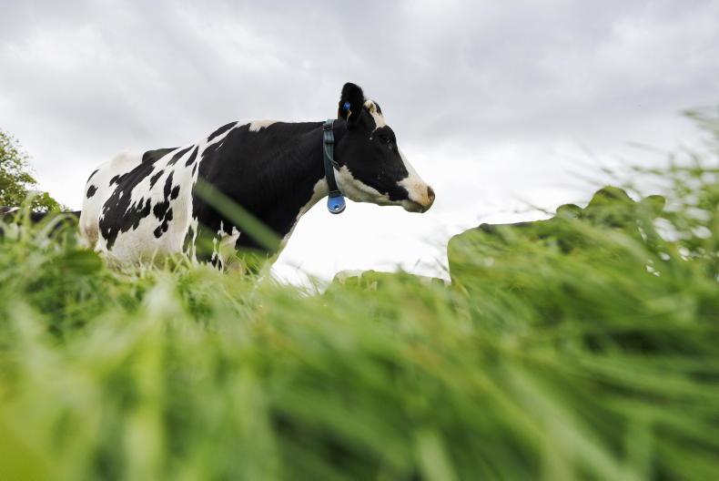 Farmers warned over risks of nitrate poisoning in cows Farmers warned over risks of nitrate poisoning in cows