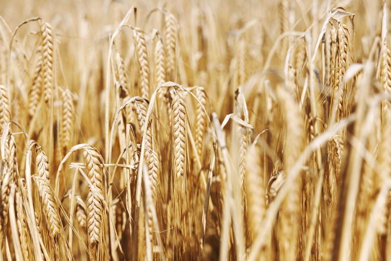Centenary Thurles out of the blocks on grain prices Centenary Thurles out of the blocks on grain prices
