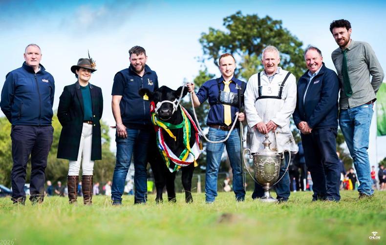 Liss heifer is Irish Aberdeen Angus all-Ireland champion for 2026 Liss heifer is Irish Aberdeen Angus all-Ireland champion for 2026