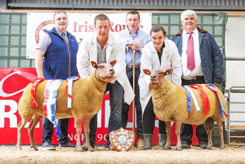 Seeorum flock tops Irish Rouge de l’Ouest Sheep Society Premier Show and Sale Seeorum flock tops Irish Rouge de l’Ouest Sheep Society Premier Show and Sale