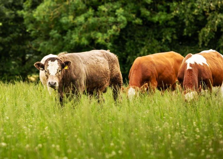 Cattle farmers want €50,000 per farmer CAP income support limit Cattle farmers want €50,000 per farmer CAP income support limit