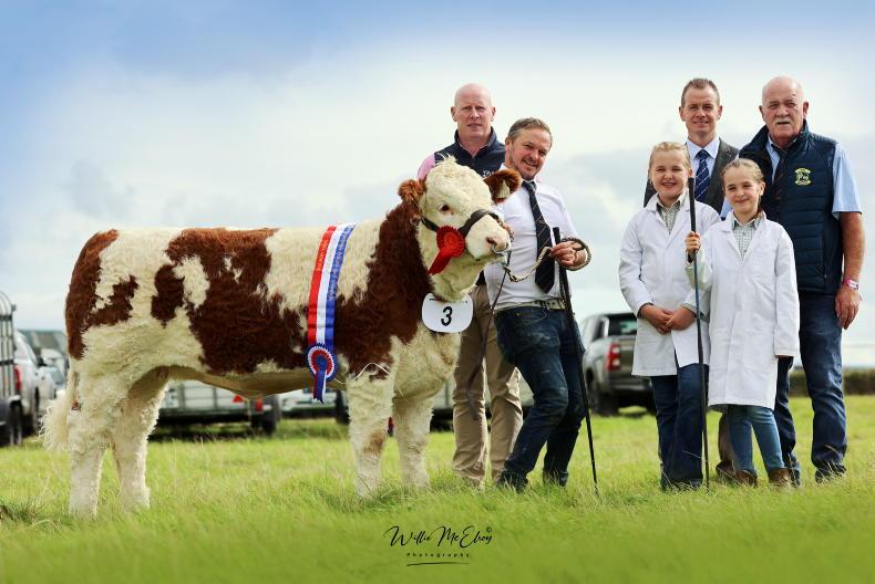 Coose sires to the fore at Simmental calf finals Coose sires to the fore at Simmental calf finals