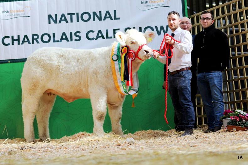 Watch: Sligo breeder averages €14,800 for two Charolais heifers Watch: Sligo breeder averages €14,800 for two Charolais heifers