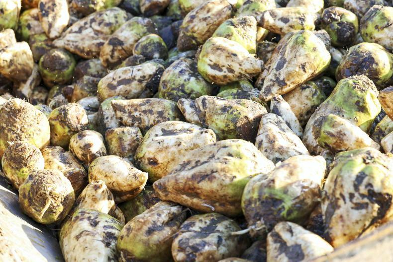 Beet and potato yields down across EU Beet and potato yields down across EU