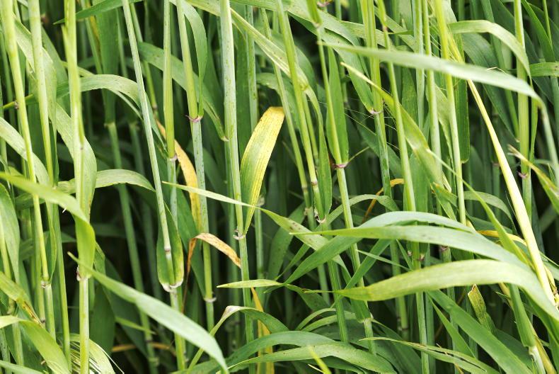 What four years of trials reveal about BYDV-tolerant winter barley What four years of trials reveal about BYDV-tolerant winter barley