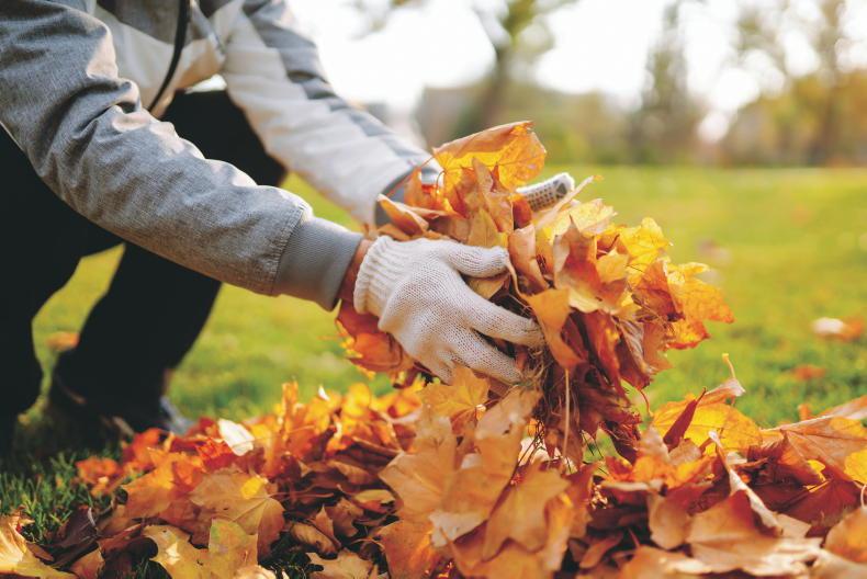 Gardening with Kitty: the autumn gardening secret that improves soil Gardening with Kitty: the autumn gardening secret that improves soil