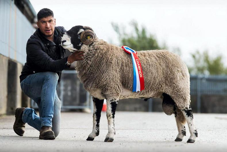 Garvan Dynasty leads the way at south of Ireland Swaledale show and sale Garvan Dynasty leads the way at south of Ireland Swaledale show and sale