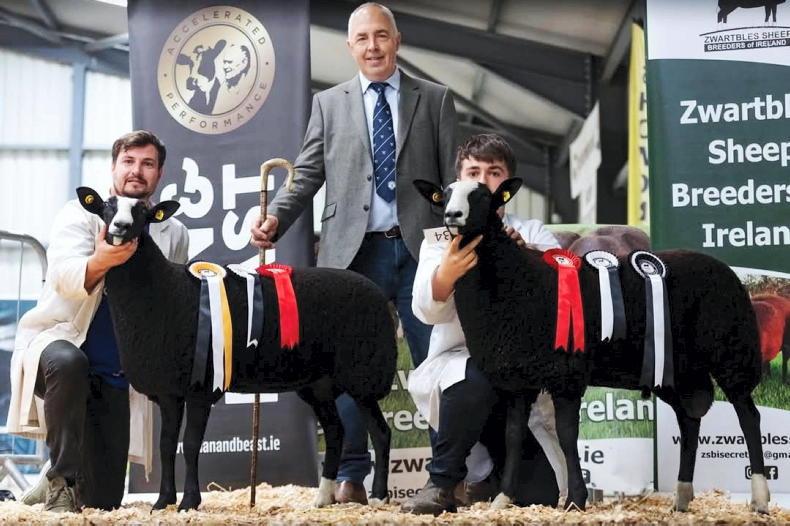 Woodfield ‘Pink Pony Club’ stands out at Zwartbles show and sale Woodfield ‘Pink Pony Club’ stands out at Zwartbles show and sale