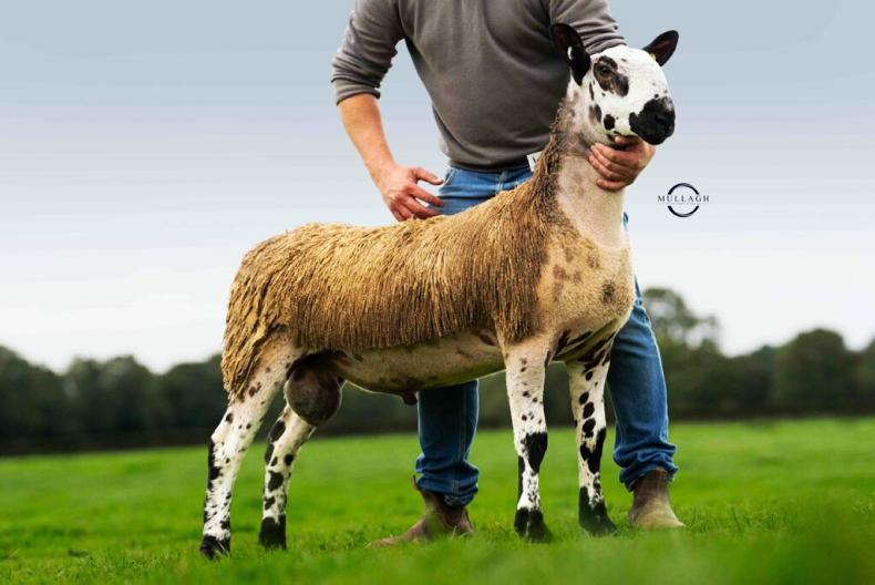 Cross-type Bluefaced Leicester ram lamb hits 12,000gns at Ballymena Cross-type Bluefaced Leicester ram lamb hits 12,000gns at Ballymena