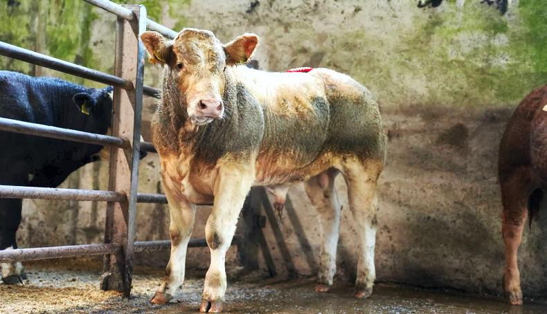 Watch: top third of 300kg-400kg bulls sell to average of €6.07/kg in Ballinrobe Watch: top third of 300kg-400kg bulls sell to average of €6.07/kg in Ballinrobe
