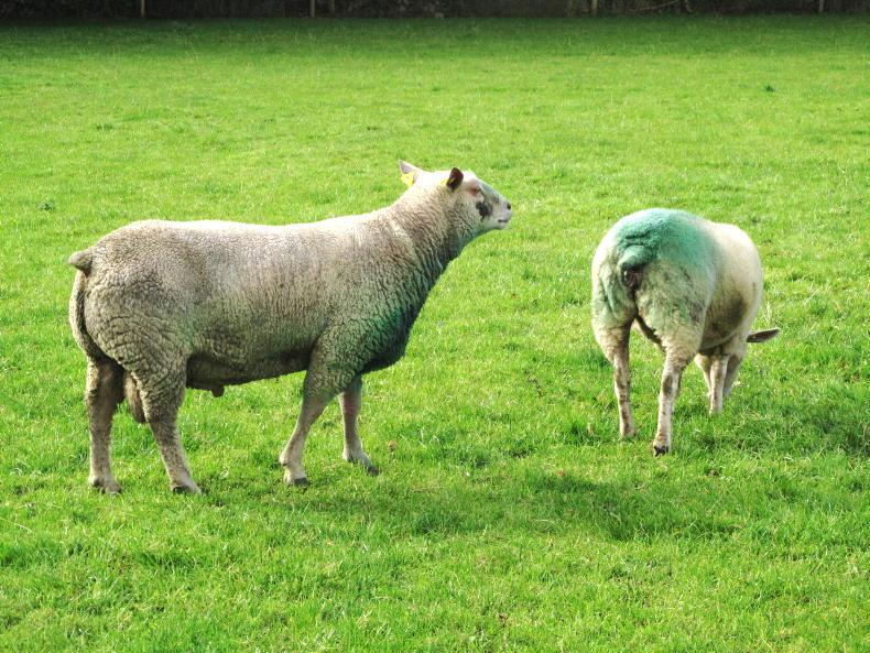 Bluetongue confirmed in dead ram on Wexford farm as spread escalates Bluetongue confirmed in dead ram on Wexford farm as spread escalates
