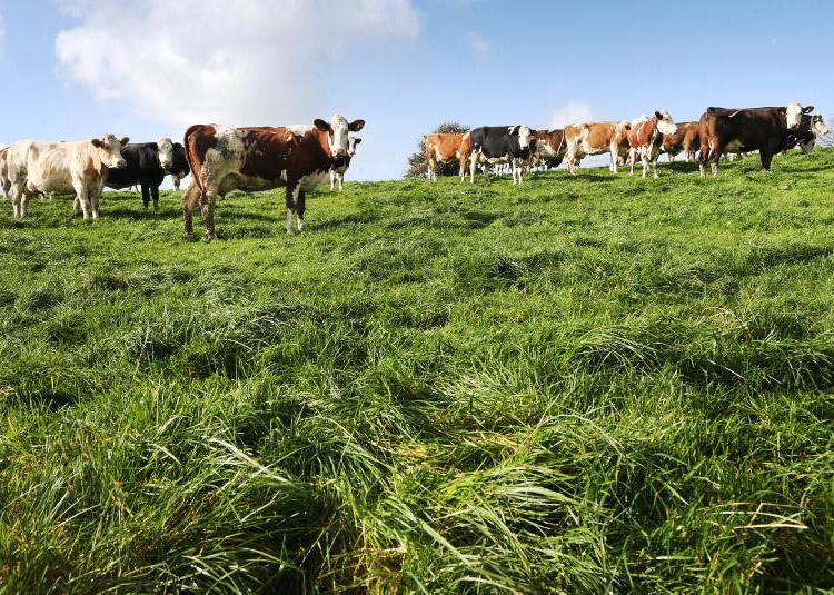 Too much grass for autumn calving Too much grass for autumn calving