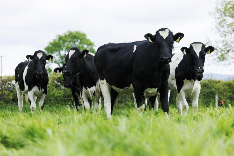 Early dairy stock prices well back on 2025 values Early dairy stock prices well back on 2025 values