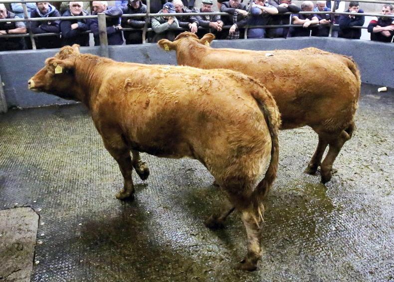 Camera at the Mart: sharp trade at Loughrea show and sales Camera at the Mart: sharp trade at Loughrea show and sales