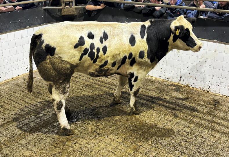 Camera at the Mart: keen demand for quality heifers in Balla Camera at the Mart: keen demand for quality heifers in Balla