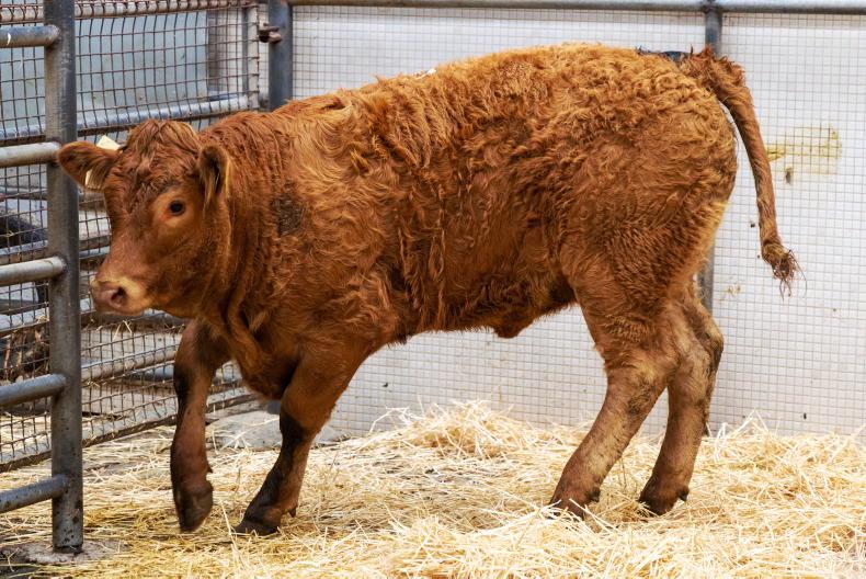 Camera at the Mart: bulls average €5.52/kg in Castlerea Mart Camera at the Mart: bulls average €5.52/kg in Castlerea Mart