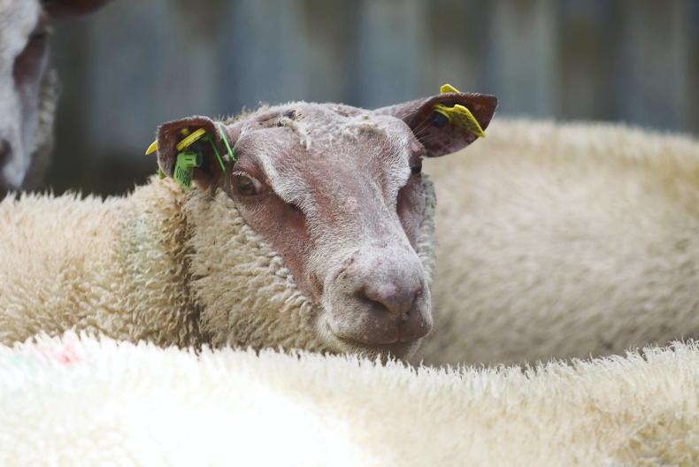 Bluetongue virus outbreak: your questions answered Bluetongue virus outbreak: your questions answered