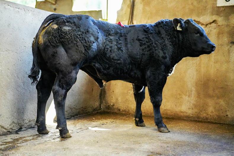MartBids Database: bull weanlings and beef cattle jump again MartBids Database: bull weanlings and beef cattle jump again