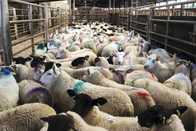 Sheep mart watch: slight improvement this week in sheep trade Sheep mart watch: slight improvement this week in sheep trade