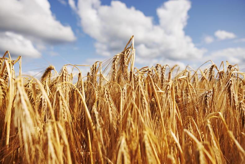 Grain Trends: corn rises as first harvest prices set Grain Trends: corn rises as first harvest prices set