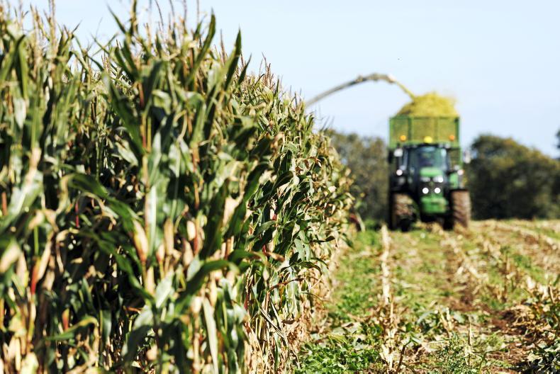 Maize crops ready for harvest in NI Maize crops ready for harvest in NI