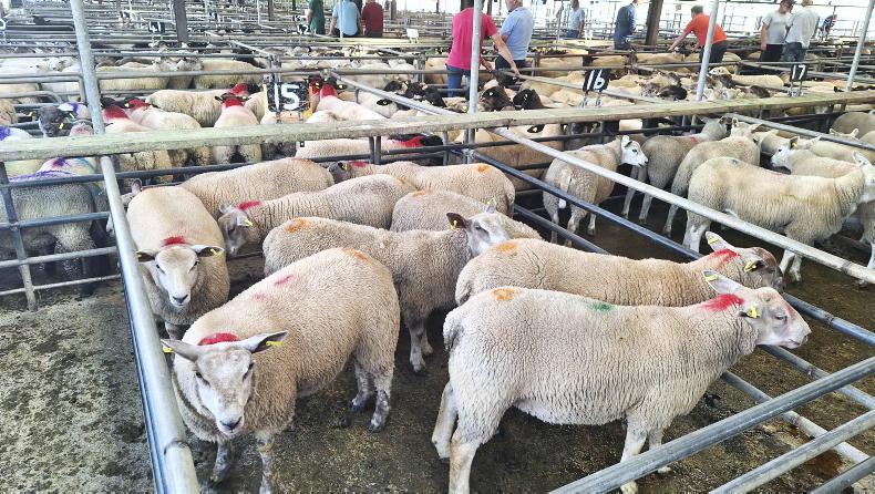 Factory agents try to resist sheep price climb Factory agents try to resist sheep price climb